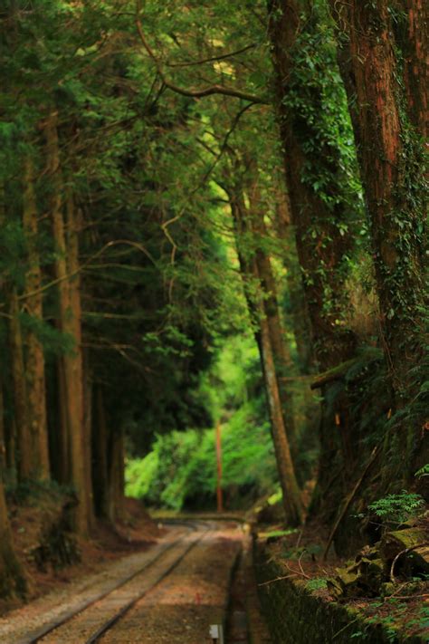 Free Images Tree Nature Railway Railroad Train Track Tunnel