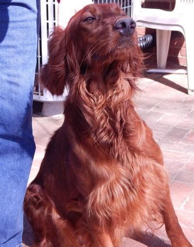 Irish Setter Puppy For Sale Adoption Rescue For Sale In Winston