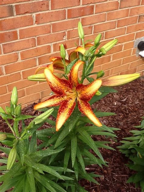 Kentucky Lilium From Brent And Beckys Plants Lilium Vegetables