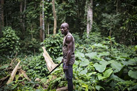 For Tool Wielding Chimps Of Ebo Forest Logging Plan Is A ‘death