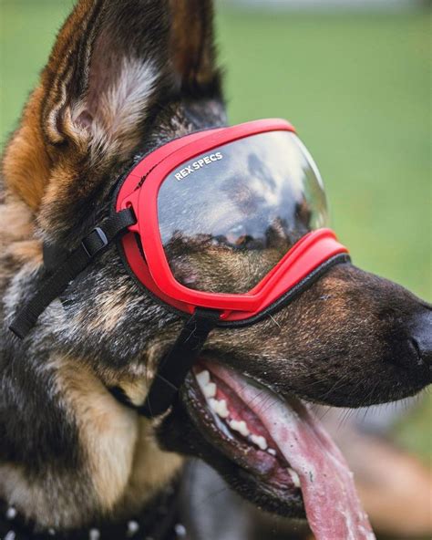 A Dog Wearing Goggles With Its Tongue Out