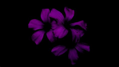 Download Wallpaper 3840x2160 Lilac Flower Dark Purple Night 4k Uhd 169 Hd Background