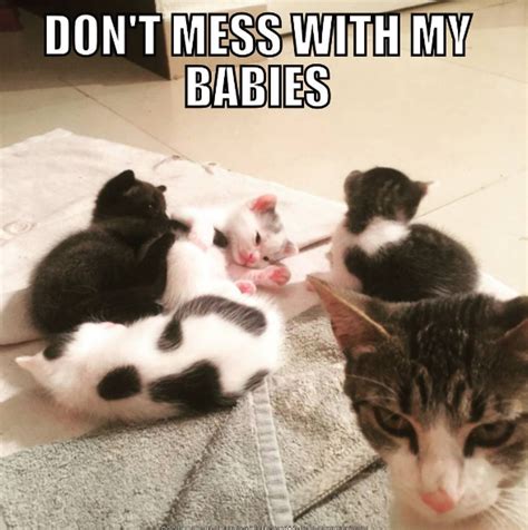 Celebrate Mothers Day With Some Of Our Favorite Mom Cat Memes Cat