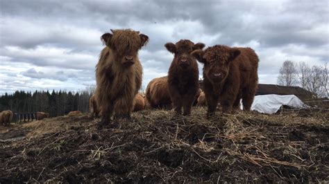 Scottish Highland Cattle In Finland Three Fluffy Calves Youtube