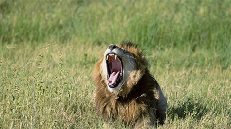 Les Lions Menacés Par La Disparition De La Savane Africaine