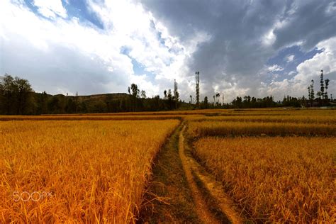 Golden Fields Autumn Season In India Nature Photography Fields