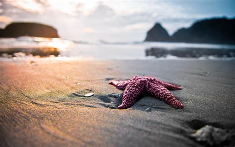 Starfish On Sand Wallpapers And Images Wallpapers Pictures Photos