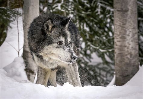 Stalking Wolf Photograph By Athena Mckinzie Fine Art America