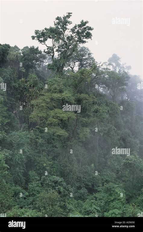 Amazon Brazil Cloudy Rainforest With Tall Trees And Lianas Stock Photo