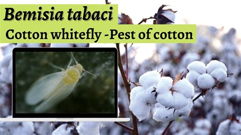 Bemisia Tabaci Cotton White Fly YouTube