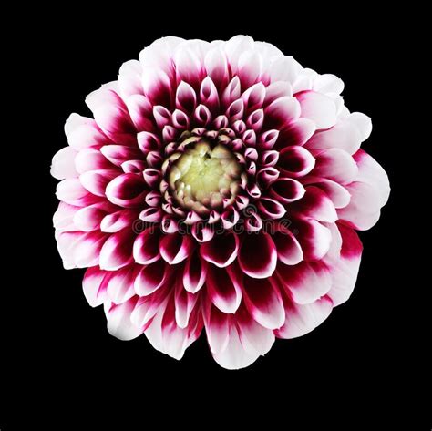 Purple Dahlia With White Edges Of Petals Flowers On Black Background