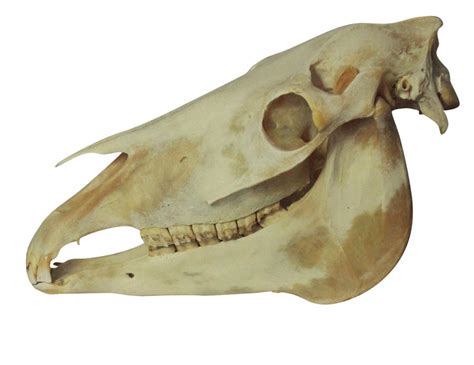 Pair Of Antique Horse Skulls For Sale At 1stdibs