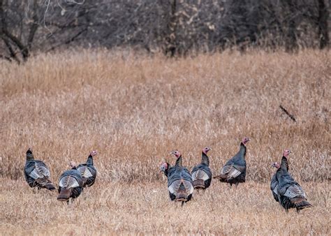 7 Ways To Improve Wild Turkey Habitat Albert Land Management