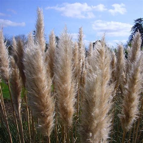 Cortaderia Selloana Pumila Ivory Feathers Dwarf Pampas Grass In