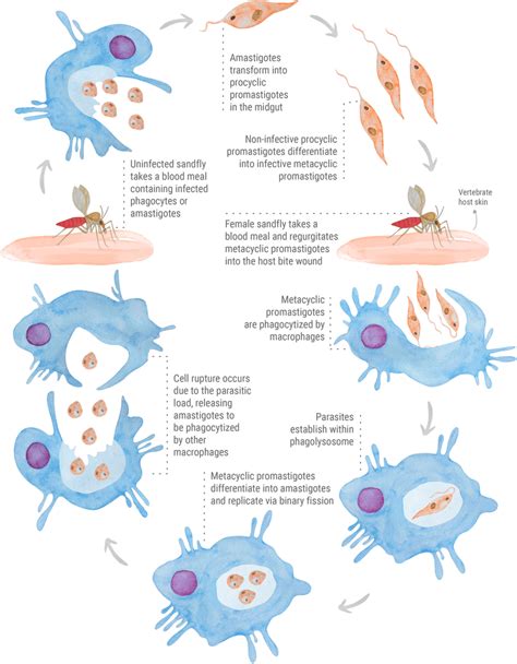 The Digenetic Life Cycle Of Leishmania Spp Parasites Download Scientific Diagram