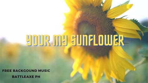 Youre My Sunflower Chill Lofi Free No Copyright Youtube