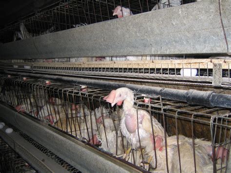 Canadas Factory Farms Exposed Vancouver Humane Society