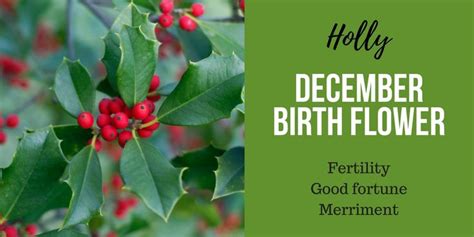 Discover More About Your Birth Flower Birth Flowers December Birth
