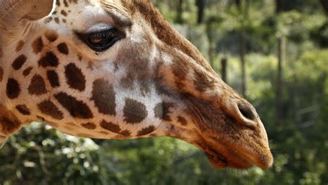 Giraffes face 'silent extinction' as population shrinks nearly 40%