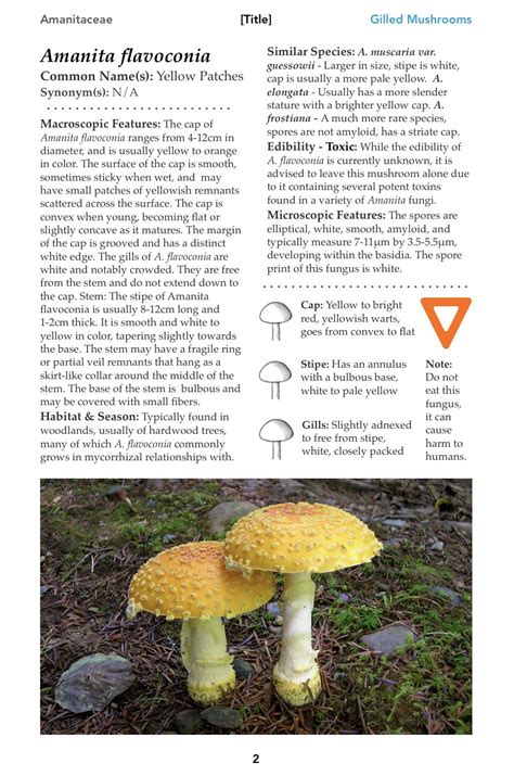 Is This A Good Example For A Mushroom Field Guide Rmycology