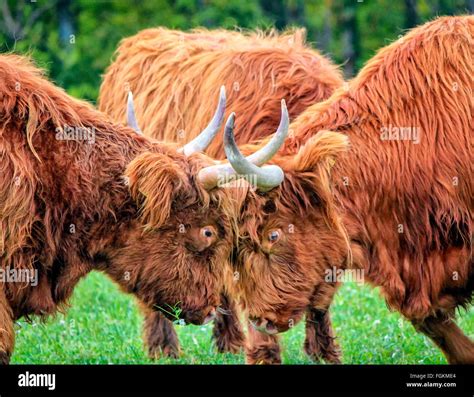 Two Highland Cows Fighting In A Meadow Stock Photo Alamy