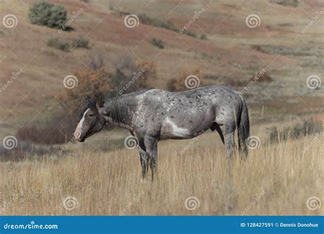 Wild Mustang At Theodore Roosevelt National Park Badlands Stock Image