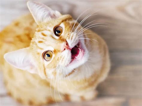 15 Ways To Tell Your Cat You Love Them In Cat Language
