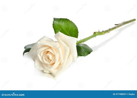 Single White Rose Stock Image Image Of Single Avalanche 47198859