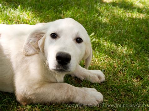 Find english creme golden retriever puppies for sale on pets4you.com.of course you know what a golden retriever looks like, because this is one. English Cream Golden Retriever Puppies | Together Freedom