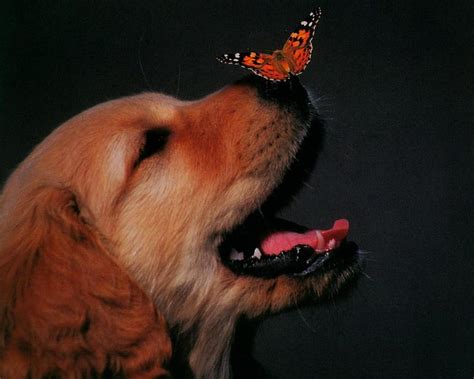 1920x1080px 1080p Free Download Butterfly On Nose Butterfly Puppy