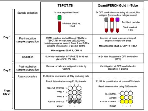 Quantiferon Test Mechanism