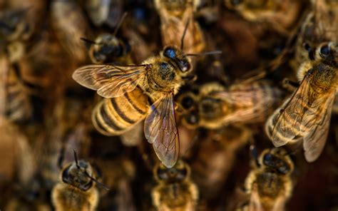The Uk Government Has Approved Bee Killing Pesticides But Mancunians