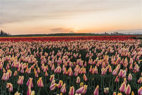A Portland Oregon Day Trip To Wooden Shoe Tulip Festival