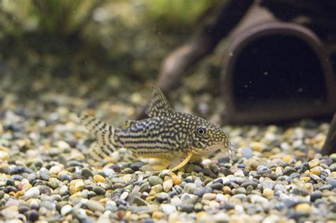 Sterbai Corydoras Fish Pet Freshwater Fish Aquarium Fish