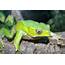 NW England Bi Colour Monkey Frog  Reptile Forums