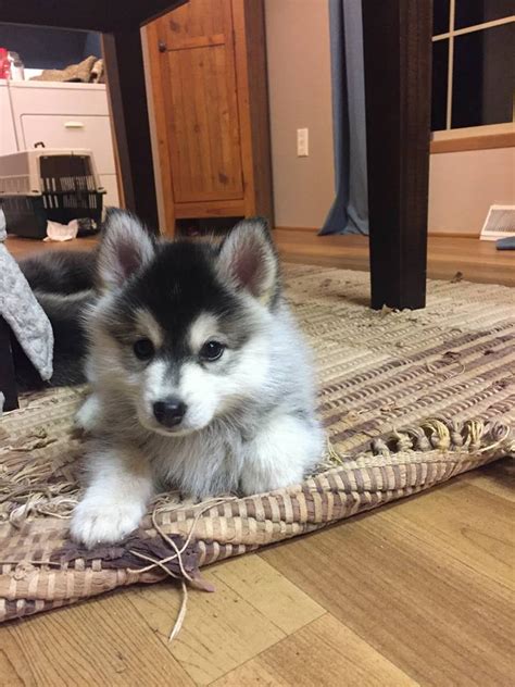 Search by gender, age, and more. Pomsky Puppies For Sale | Los Angeles, CA #291617