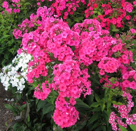 You Can Extend The Bloom Time On Volcano Phlox By Pinching Them Back
