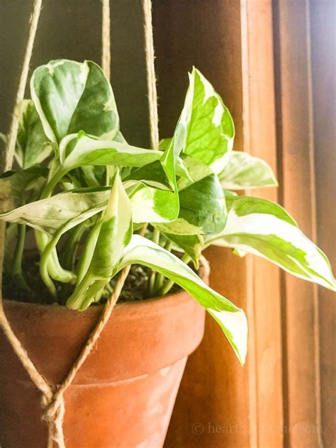 Pothos Plant Care Varieties And Propagation Of The Easiest Houseplant