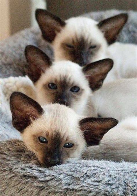 Siamese In Threes Will Fill Give Your Heart A Squeeze Siamese Cats Siamese Kittens Cute Cats