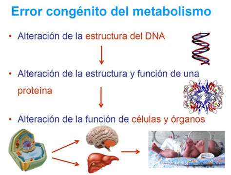 Qué Son Los Errores Congénitos Del Metabolismo Ecm Guía Metabólica