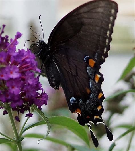 Tiger Swallowtail Dark Morph Female Pterourus Papilio Glaucus 2