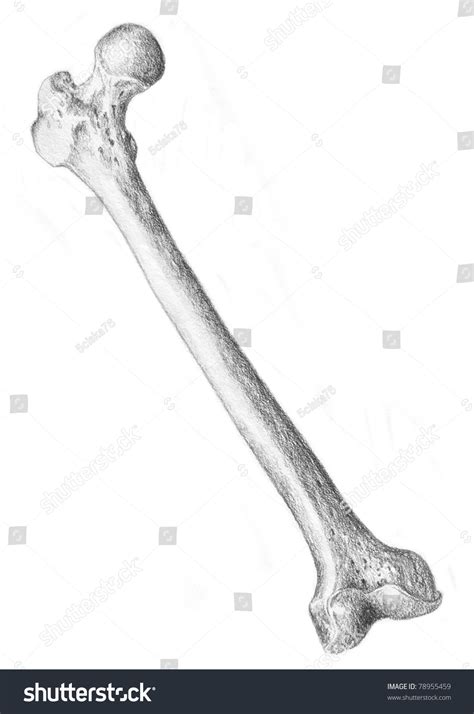 Anatomía Humana Huesos Del Muslo Ilustración De Stock 78955459