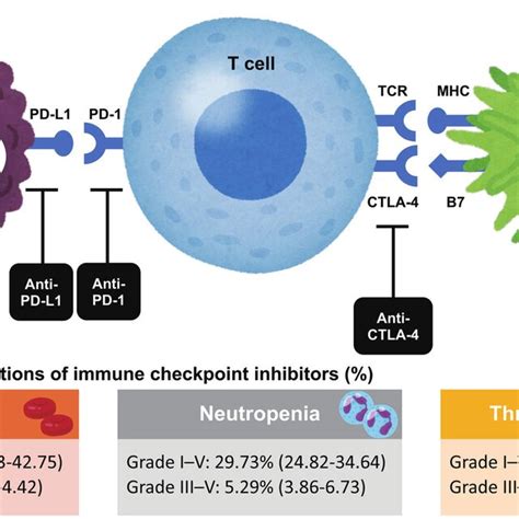 Mechanism Of Action Of Immune Checkpoint Inhibitors And Hematological