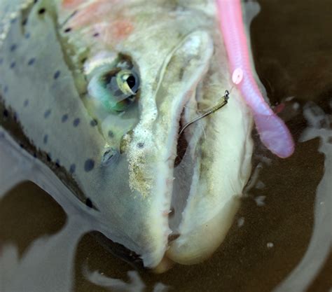 The Best 15 Lures For Winter Steelhead Fishing Riptidefish