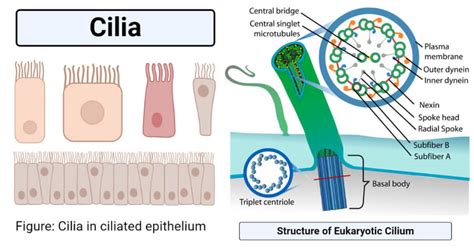 Animal cells have unique features that distinguish them from plant and fungi cells. Cilia- Definition, Structure, Formation, Types, Functions ...