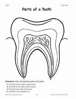 Download Image result for the biology coloring book pdf | Teeth diagram, Teeth kindergarten, Human body ...