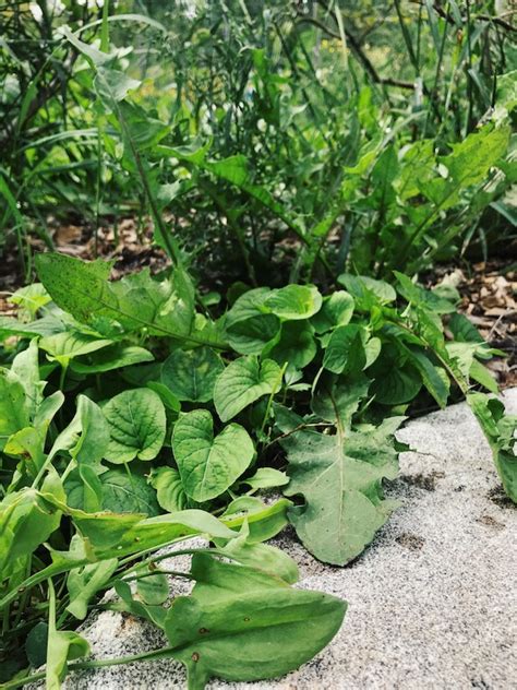 3 Wild Salad Greens You Can Find In Your Backyard Wild Whole