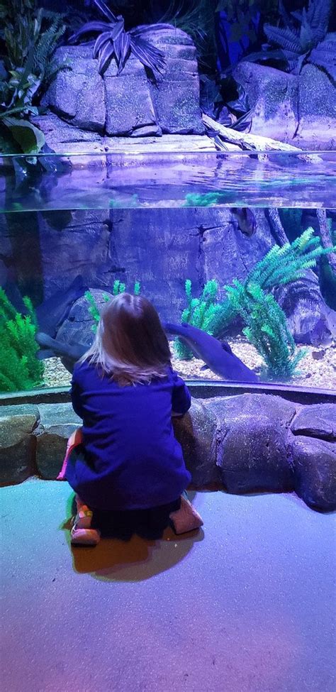 Sea Life Charlotte Concord Aquarium 2019 All You Need To Know Before