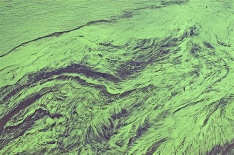 To Understand How Warming Is Driving Harmful Algal Blooms Look To