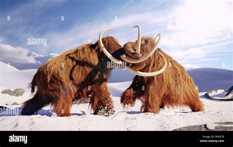 Woolly Mammoth Bulls Fighting Prehistoric Ice Age Mammals In Snow